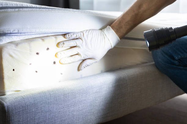 Best Termite Control Services  in Crab Orchard, WV